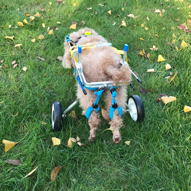 The WheelPaws Dog Wheelchair - Lightweight Mobility Support for Disabled & Senior Dogs! 🐾♿