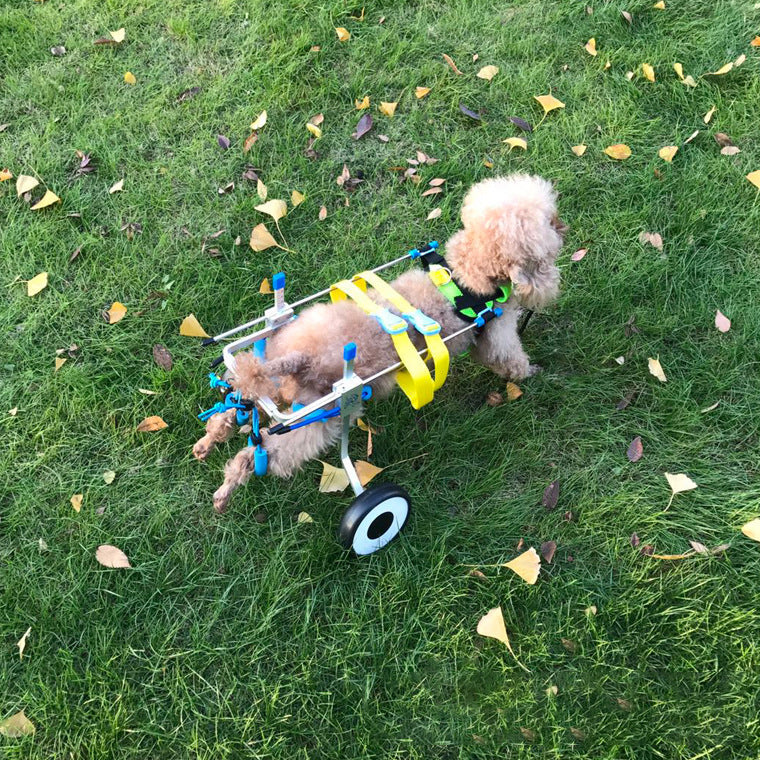 The WheelPaws Dog Wheelchair - Lightweight Mobility Support for Disabled & Senior Dogs! 🐾♿