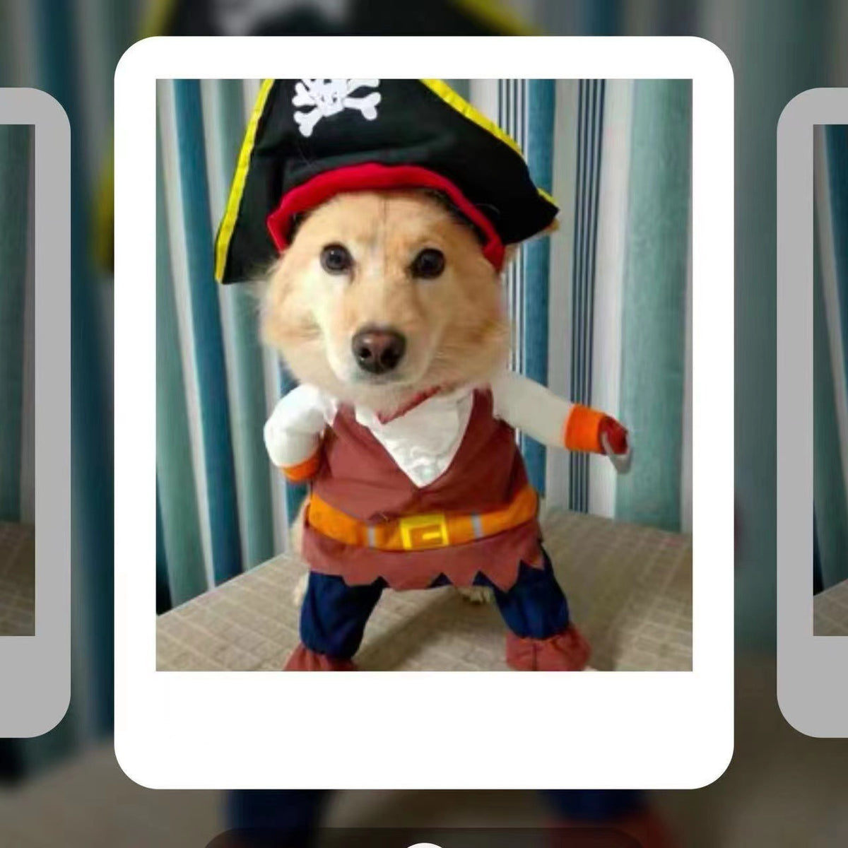 Paws on Deck! Pirate Dog Costume ☠️🐾