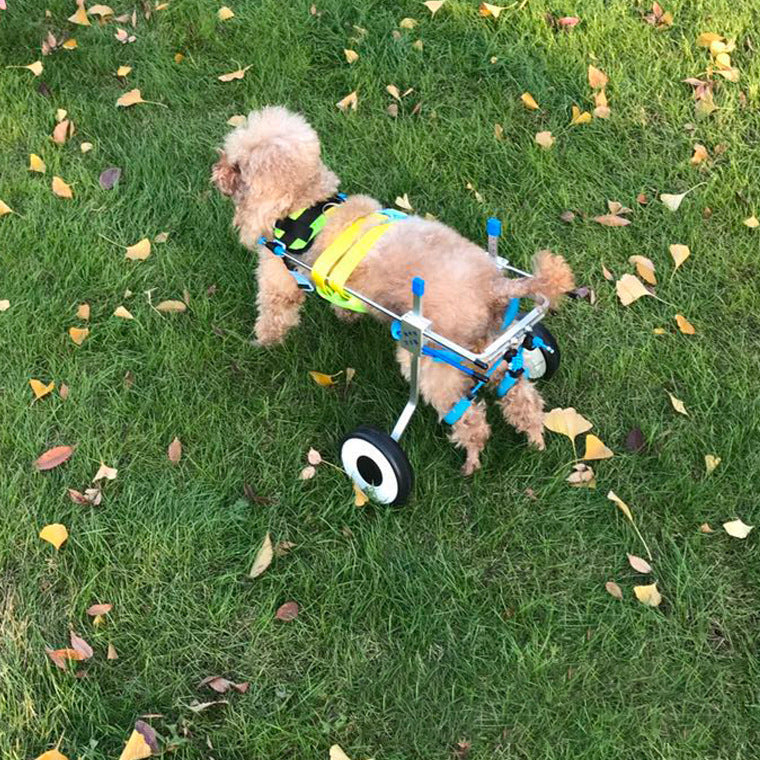 The WheelPaws Dog Wheelchair - Lightweight Mobility Support for Disabled & Senior Dogs! 🐾♿