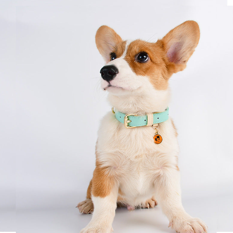 The LeatherLux Dog Collar - Genuine Leather Collar for Dogs & Cats in Gorgeous Colors! 🐶🦴