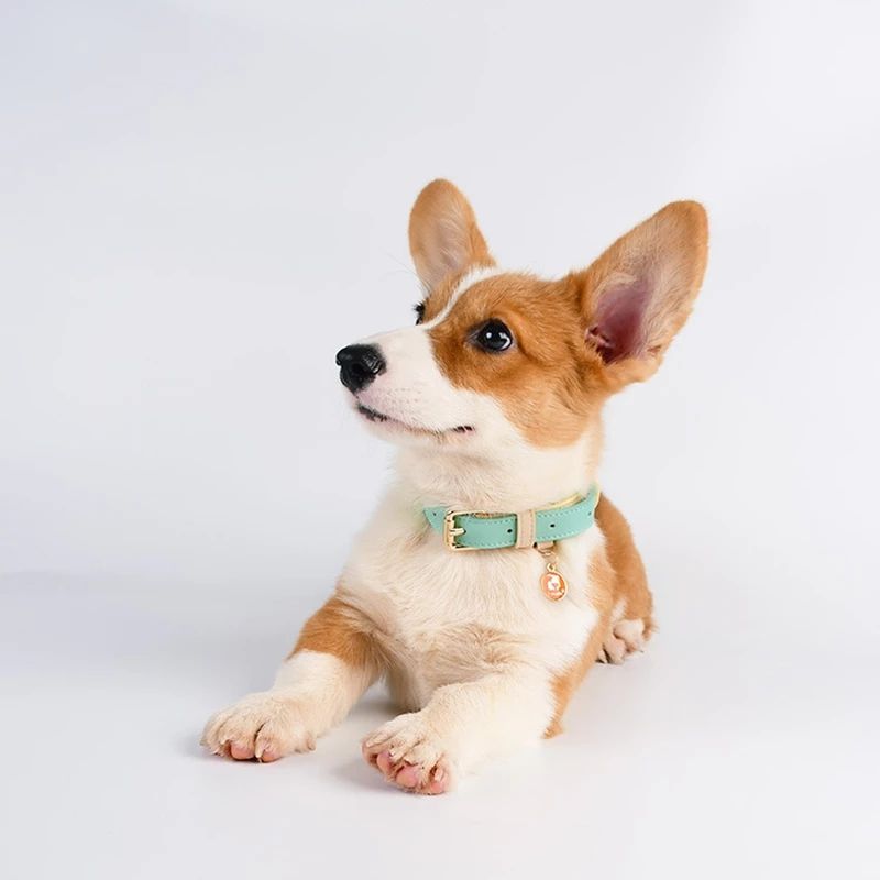 The LeatherLux Dog Collar - Genuine Leather Collar for Dogs & Cats in Gorgeous Colors! 🐶🦴